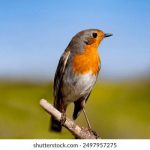 优游国际娱乐:畅享多元化娱乐体验的最佳选择 b3z8wrkvu3