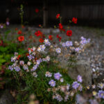 079期双色球历史开奖号码全记录与详细分析 35tqdbzfle