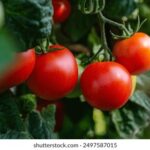 098体育直播:高清赛事畅享,激情竞技零距离 4kp729fak