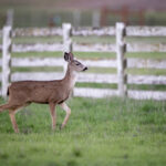 083期双色球历史开奖号码全记录与走势深度解析 7q17nc