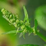 090期开奖结果震撼揭晓,幸运号码花落谁家? whe96