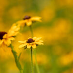 22选5最新开奖日期及详细时间安排公布 ynm8ym0pr